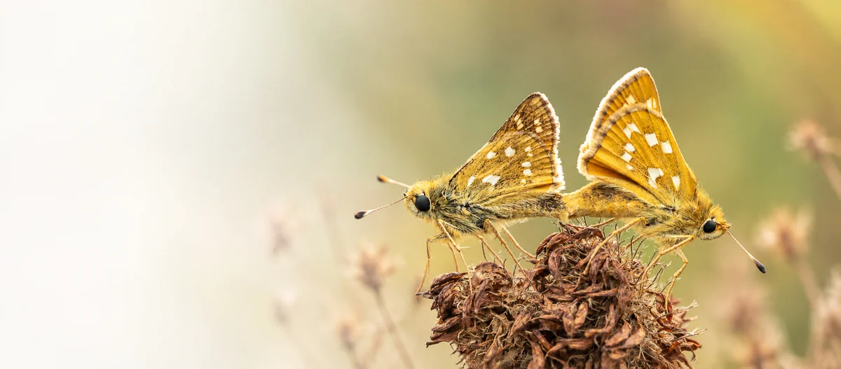 Páriace sa motýle Hesperia comma