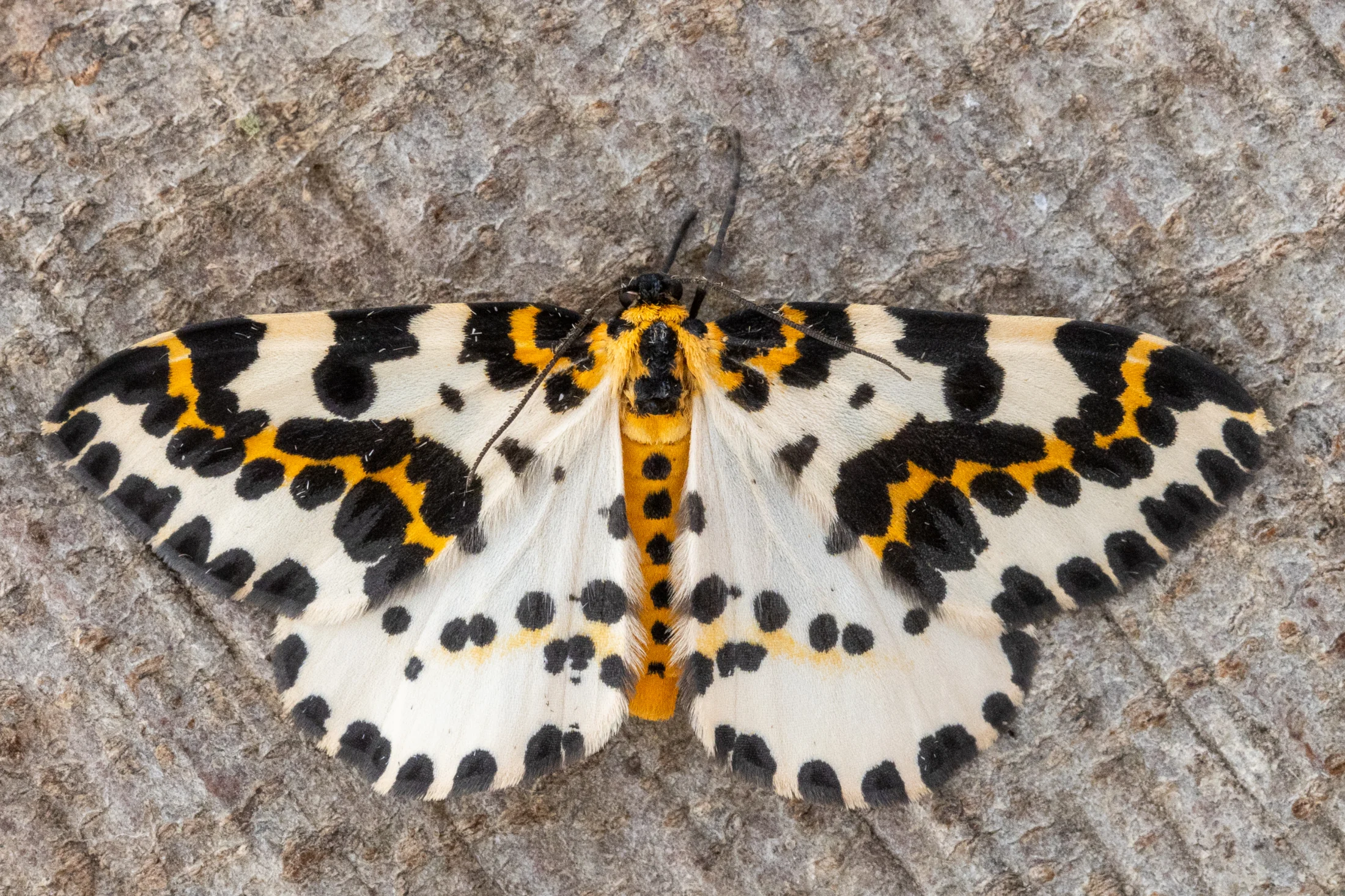 Abraxas grossulariata imago