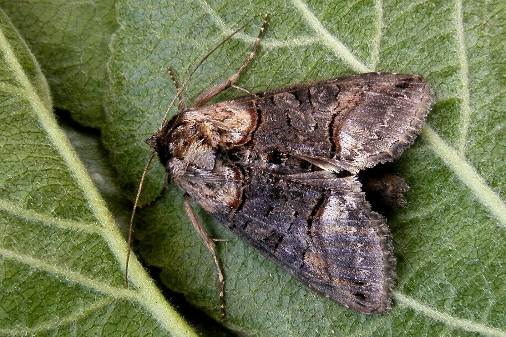 Abrostola asclepiadis imago