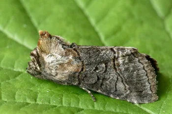 Abrostola asclepiadis imago