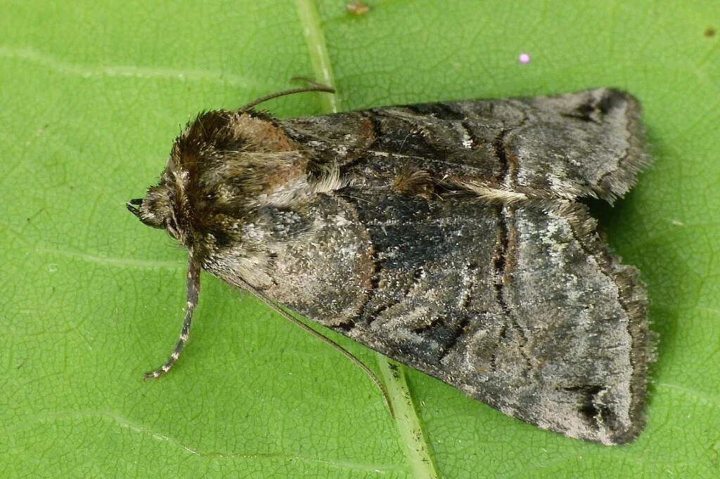 Abrostola tripartita imago