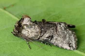 Abrostola tripartita imago