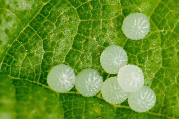 Abrostola tripartita ova