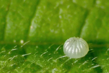 Abrostola tripartita ova