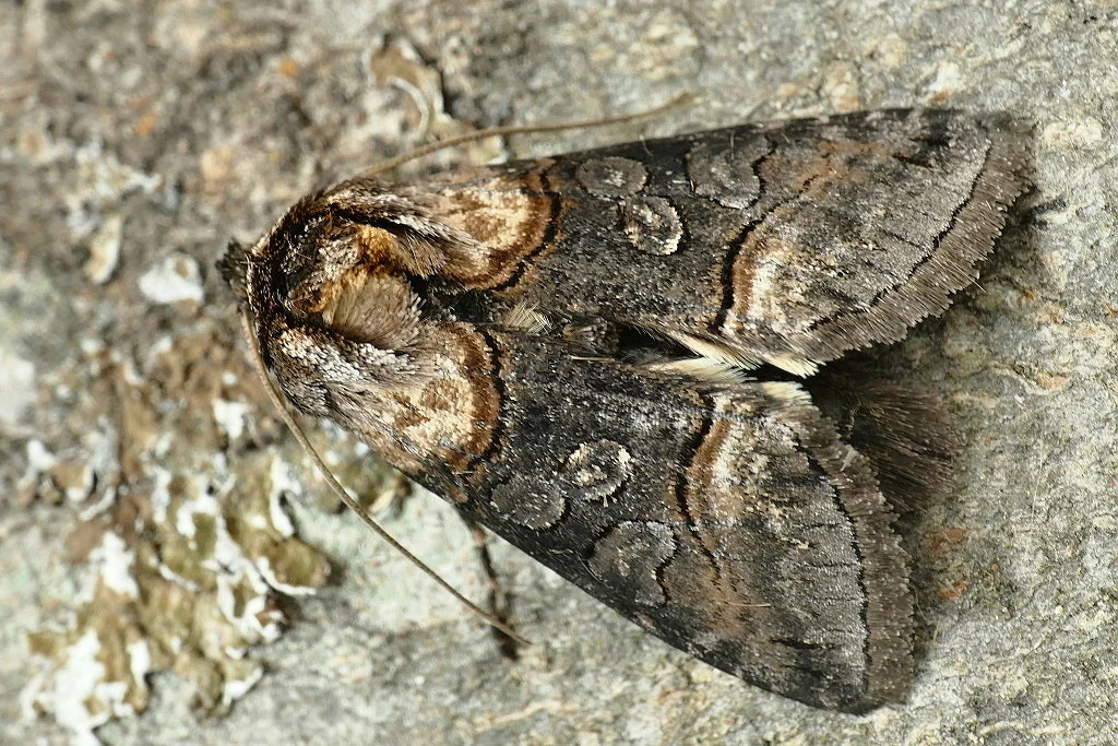 Abrostola triplasia imago