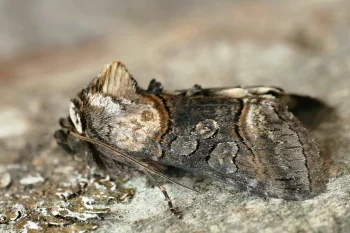 Abrostola triplasia imago