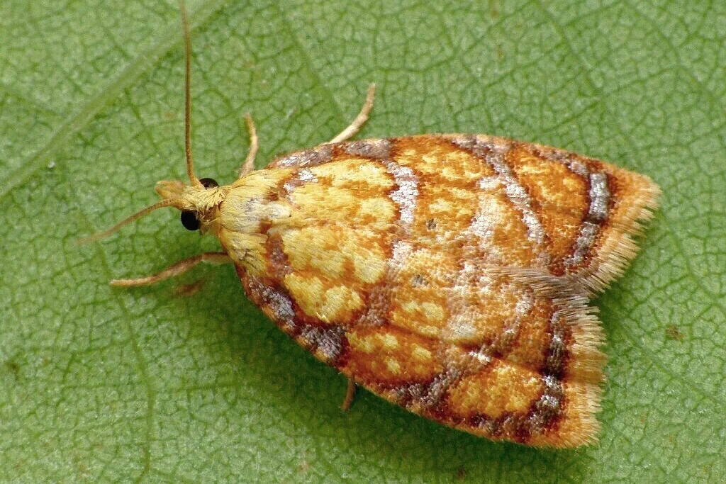 Acleris bergmanniana imago