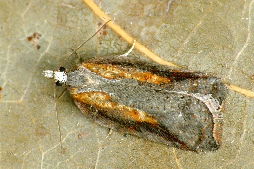 Acleris cristana imago