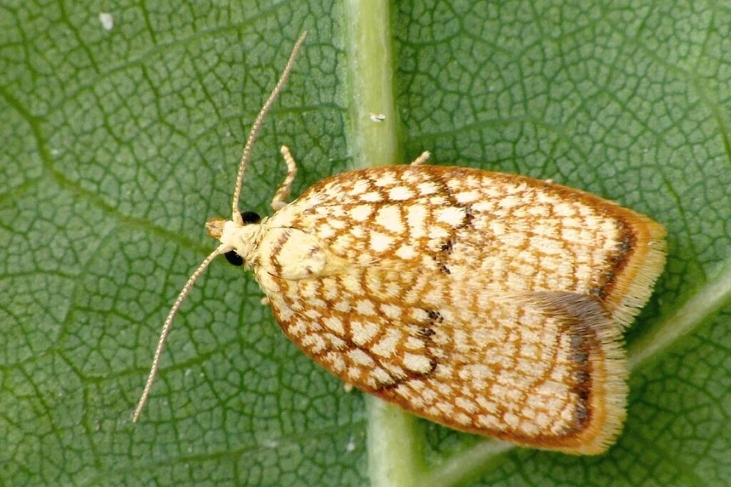 Acleris forsskaleana imago