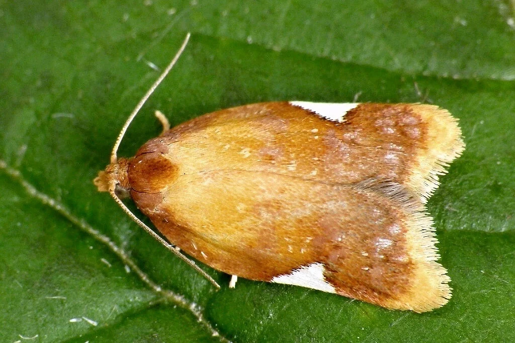 Acleris holmiana imago