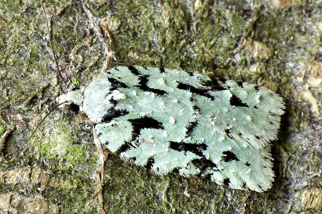 Acleris literana imago