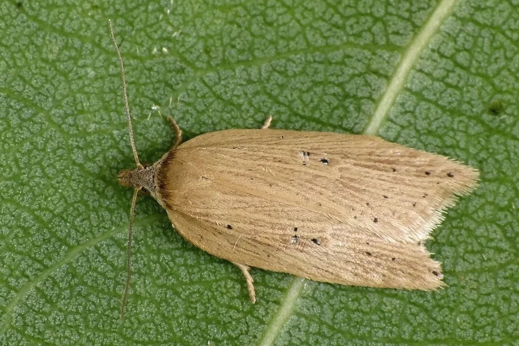 Acleris lorquiniana imago