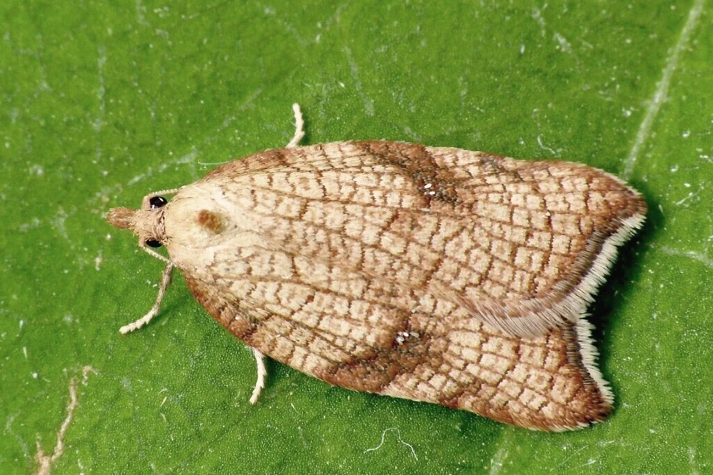 Acleris rhombana imago