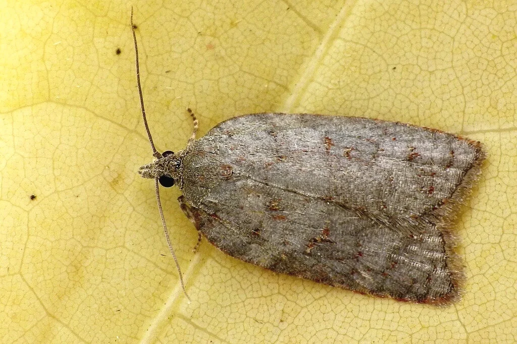 Acleris sparsana imago