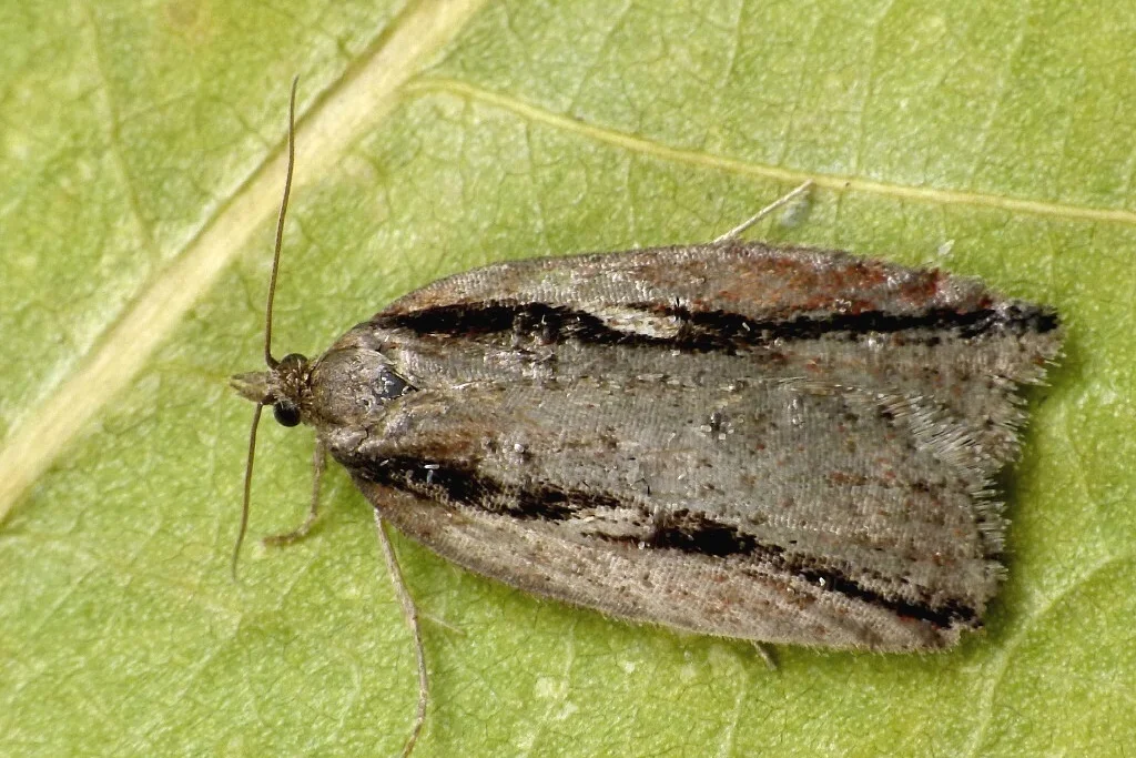 Acleris umbrana imago