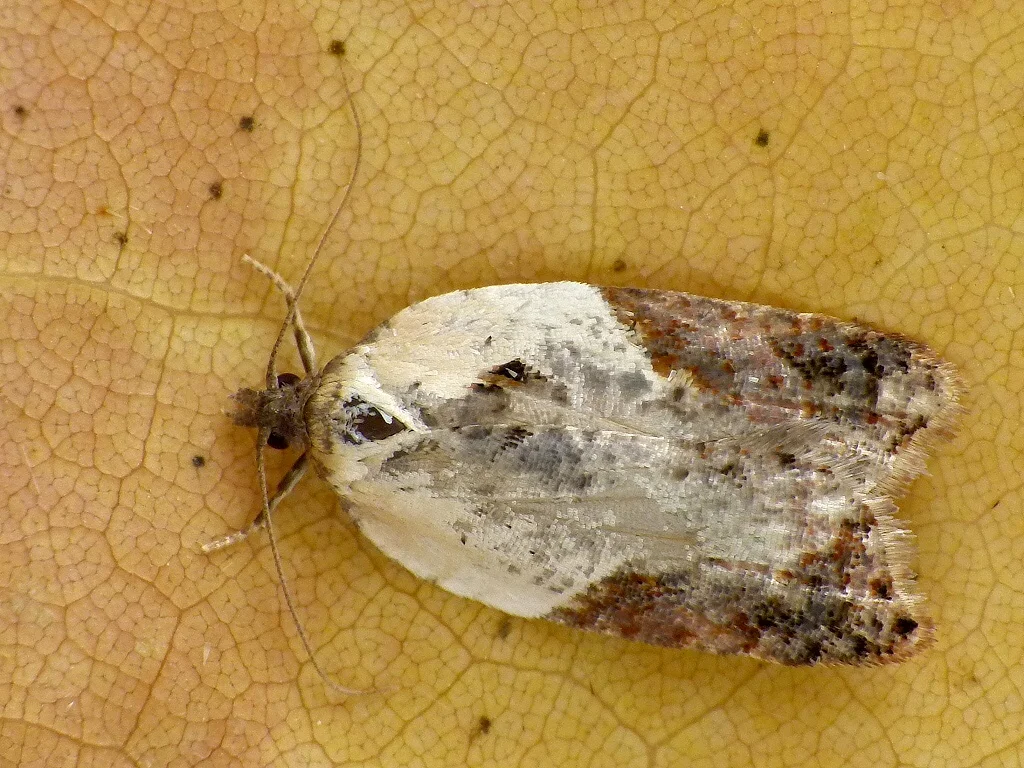 Acleris variegana imago