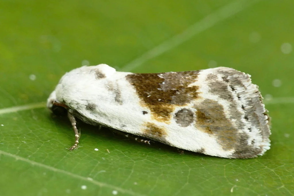 Acontia candefacta imago