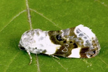 Acontia lucida imago