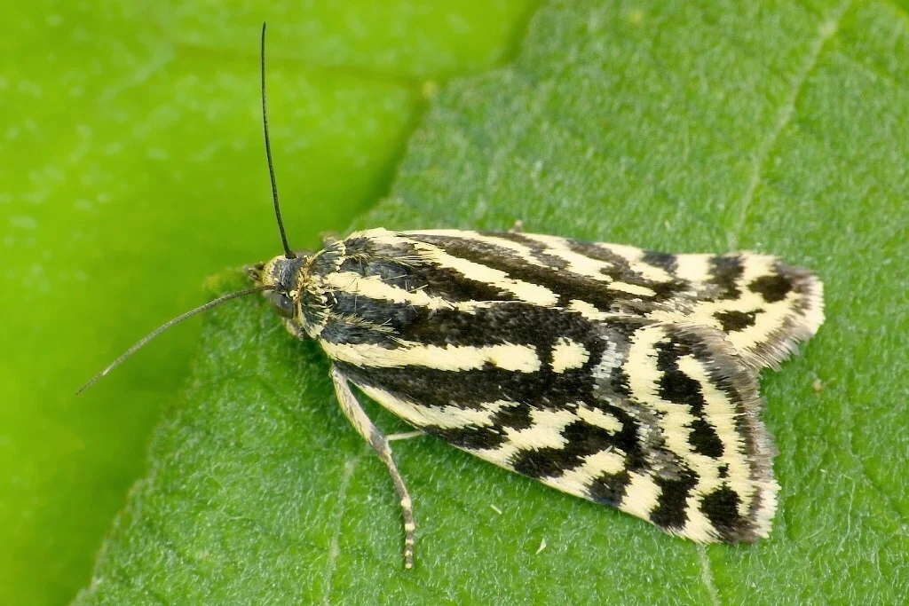 Acontia trabealis imago