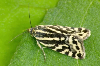 Acontia trabealis imago