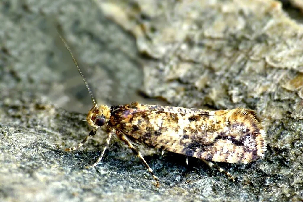 Acrolepia autumnitella imago