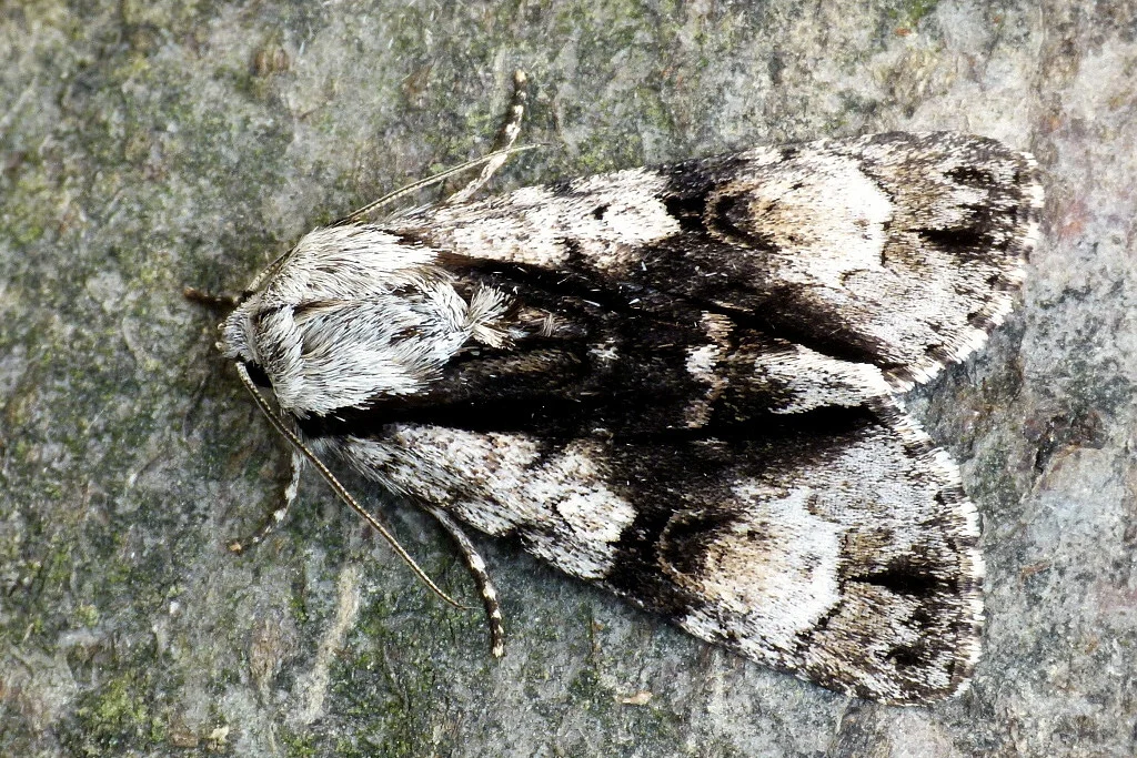 Acronicta alni imago