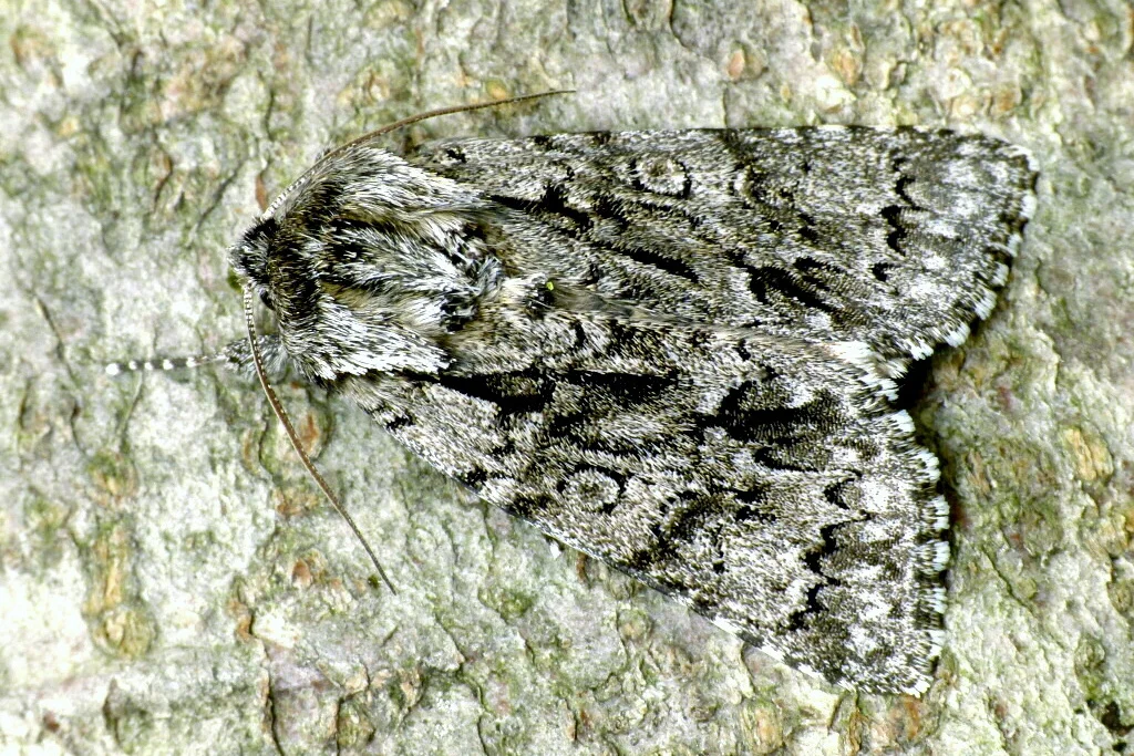 Acronicta auricoma imago