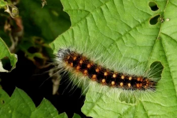 Acronicta auricoma larva