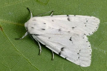 Acronicta leporina imago