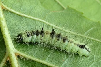 Acronicta leporina larva