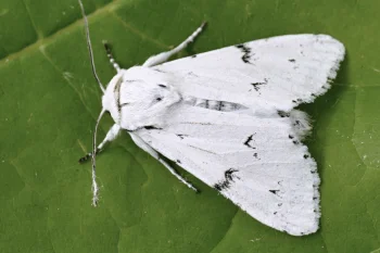 Acronicta leporina imago