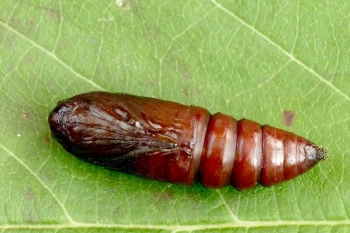 Acronicta leporina pupa