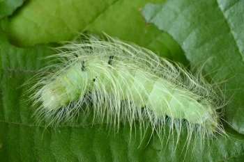 Acronicta leporina larva