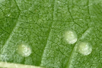Acronicta leporina ova
