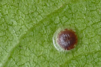 Acronicta leporina ovo