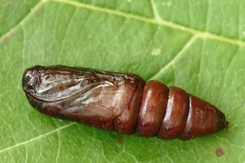 Acronicta leporina pupa