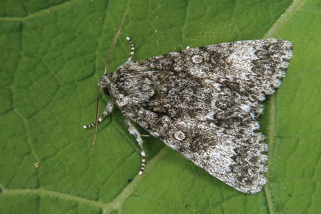 Acronicta megacephala imago