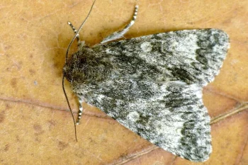 Acronicta megacephala imago