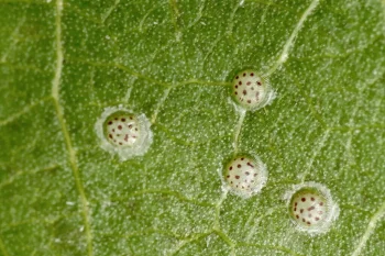 Acronicta megacephala ova