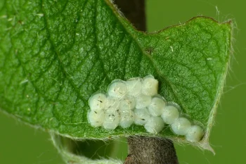 Acronicta rumicis ova