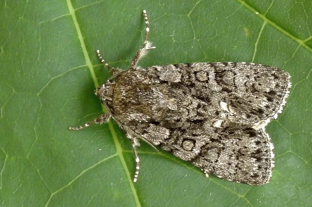 Acronicta rumicis imago