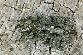 Acronicta rumicis imago