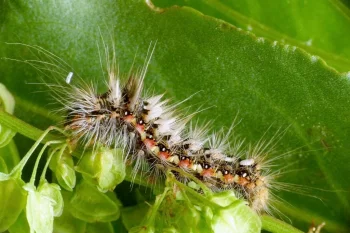 Acronicta rumicis larva