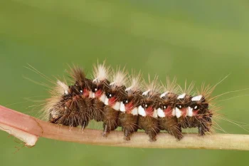 Acronicta rumicis larva