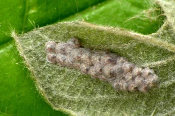 Acronicta rumicis imago