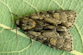 Acronicta strigosa imago