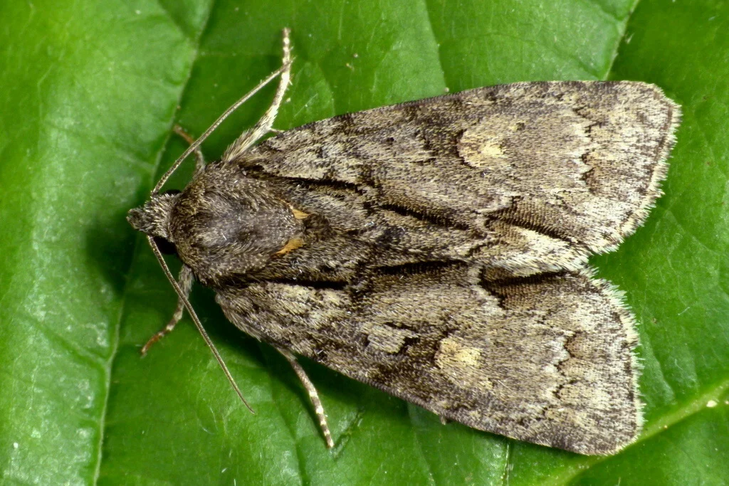Acronicta strigosa imago