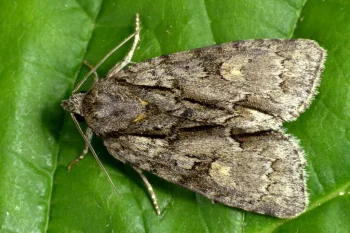 Acronicta strigosa imago