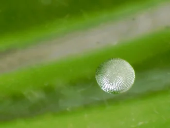 Acronicta strigosa ovo