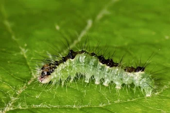 Acronicta strigosa larva